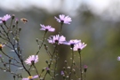Herbstfest - Bienen würden Astern kaufen
